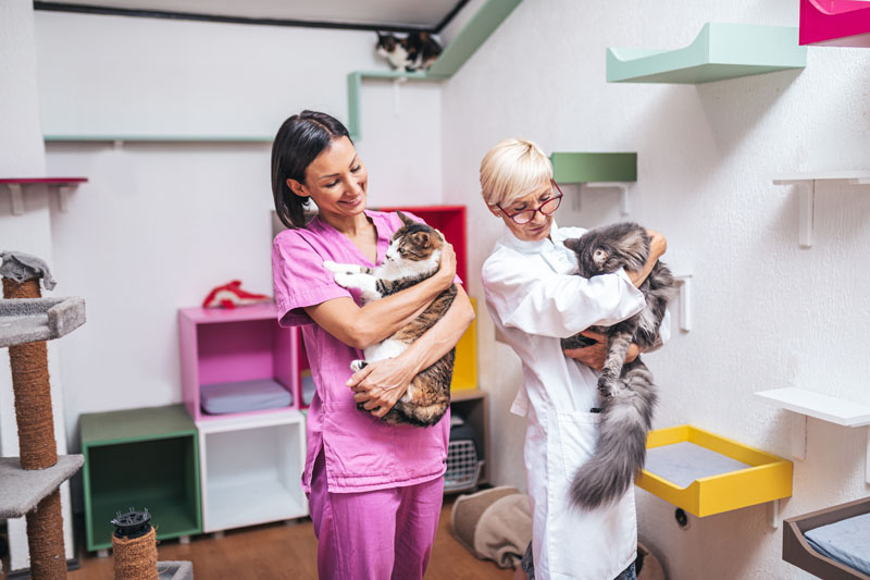 Pension pour chat Sailly-lez-Lannoy